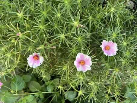 Photo, matsuba button, ス ベ リ ヒ ユ 科, pink, 
