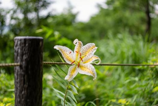 木立に咲く可憐な白い花 花,白い花,ユリの写真素材