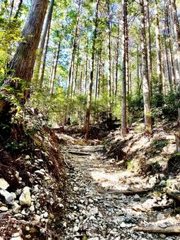 森の中の険しい山道 森の中の険しい山道の写真