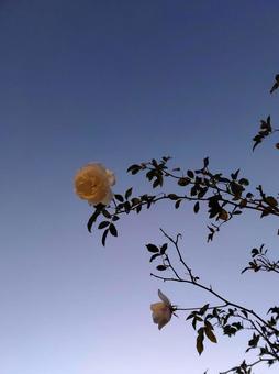 花 花の写真
