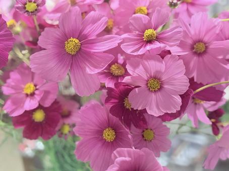 美しいコスモスの花束 秋,コスモス,花の写真素材