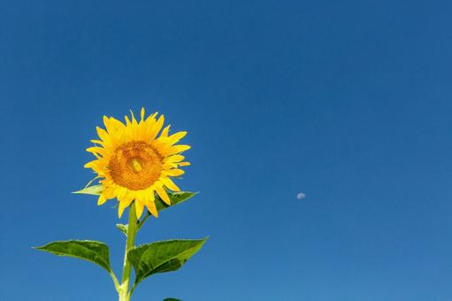 葛西臨海公園のひまわり畑2025夏7 葛西臨海公園のひまわり畑2025夏7の写真