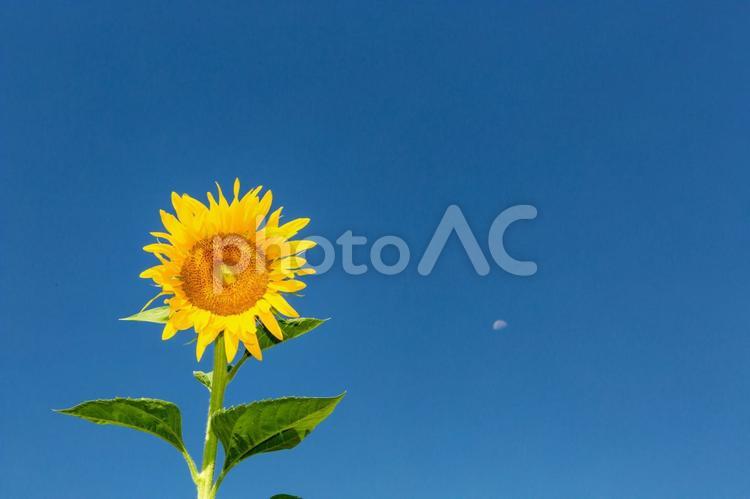葛西臨海公園のひまわり畑2025夏7 ひまわり,夏,空の写真素材
