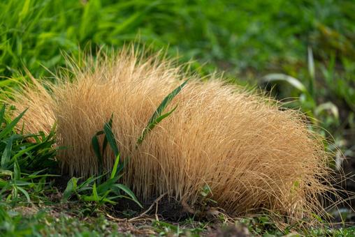 陽光を浴びる枯れ草と緑 自然,風景,草の写真素材