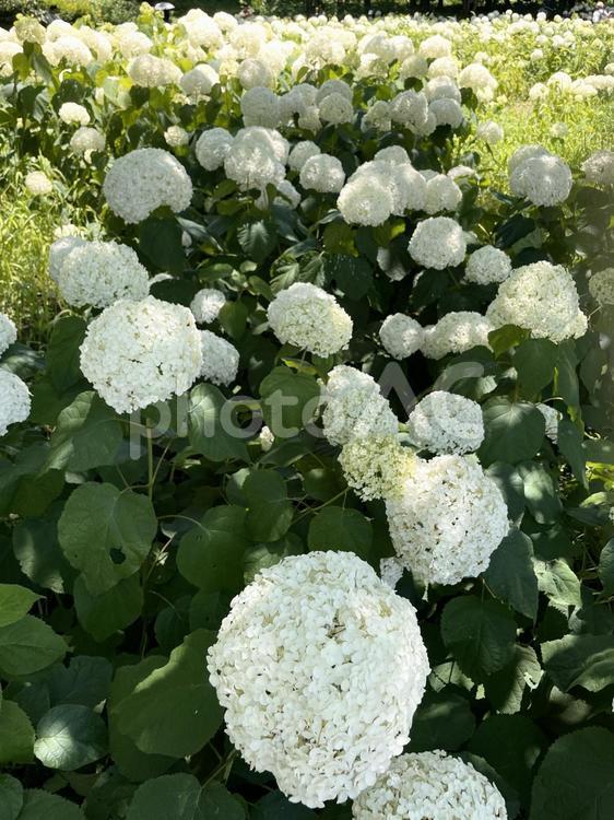 アナベル(白いアジサイ) アナベル,紫陽花,あじさいの写真素材