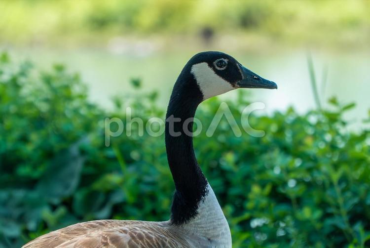 カナダグースの美しい横顔 動物,鳥,カナダグースの写真素材