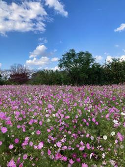 秋桜（コスモス） 秋桜,コスモス,秋の写真素材