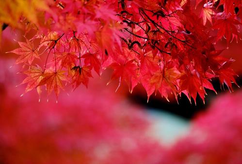 鮮やかに紅葉したモミジの木 鮮やかに紅葉したモミジの木の写真