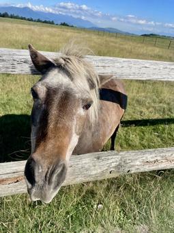 こちらを見つめる牧場の馬 こちらを見つめる牧場の馬 馬,動物,美ヶ原高原の写真素材