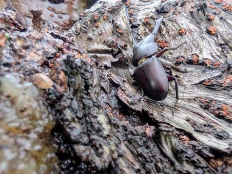コクワガタ2の写真