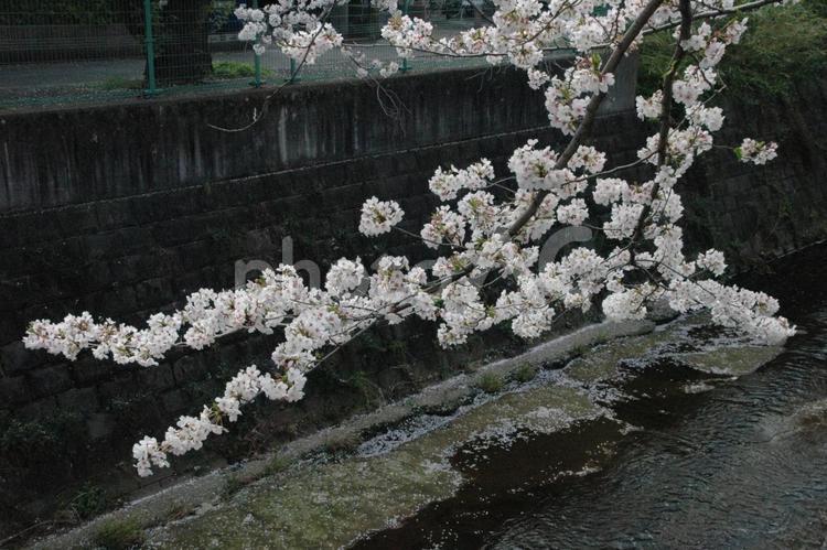 清明過ぎの川崎市麻生区の麻生川の桜の花 さくら,桜花,桜樹の写真素材