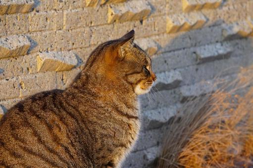 ねこ ねこの写真