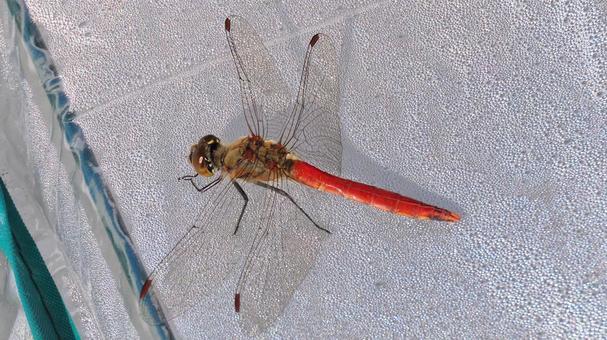 秋の朝の温室に留まったアキアカネ 赤とんぼ,アキアカネ,秋茜の写真素材