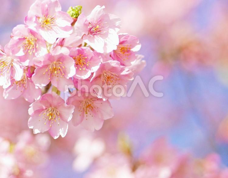 優しいピンクの河津桜の花のアップ 桜,青空,空の写真素材