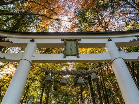宝登山奥宮鳥居	 長瀞,紅葉,風景の写真素材