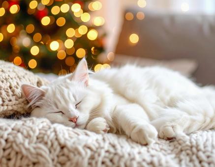 眠る猫 眠る猫の写真