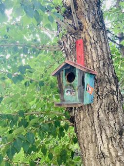 鳥の巣 鳥の巣,鳥,家の写真素材
