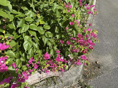 ブーゲンビリアの写真