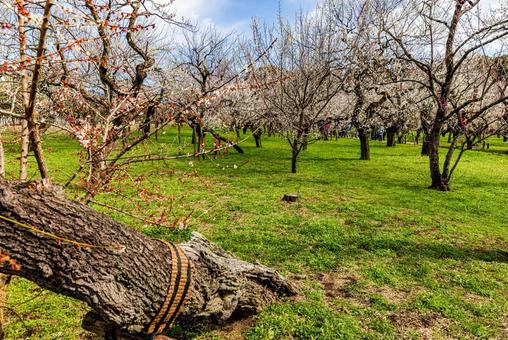 偕楽園公園　満開の梅園 偕楽園,花,梅の写真素材