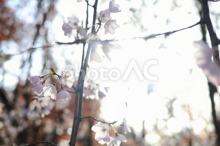 逆光の中で綺麗に咲く満開の桜 桜,春,花の写真素材