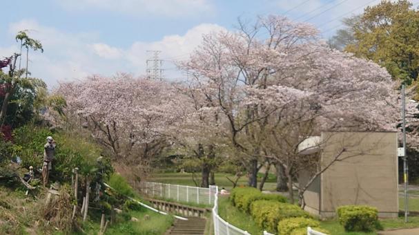 Photo, cherry blossoms, flower, spring, 