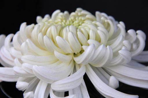 和菊 和菊の写真