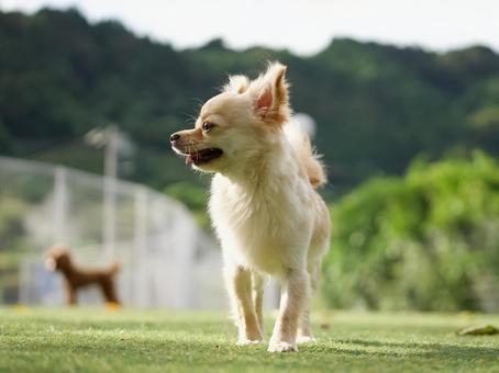 ドッグランのワンコ(ミックス犬) ドッグランのワンコ(ミックス犬)の写真