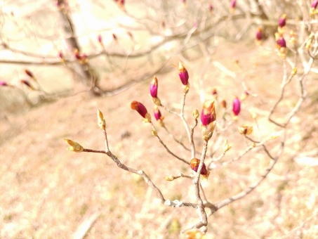 山つつじのつぼみの写真