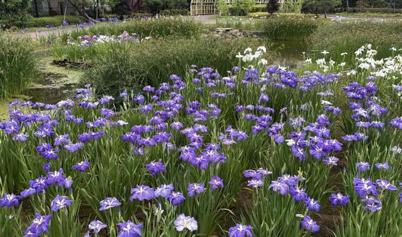 堀切菖蒲園の花菖蒲たちの写真