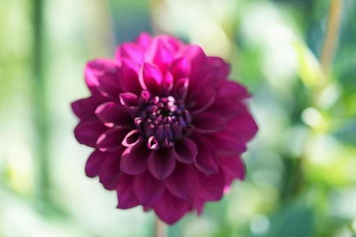 ダリア(アトム) ダリア(アトム)の写真