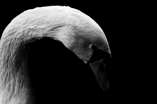 白鳥の横顔 白鳥の横顔 モノクロ,白鳥,ハクチョウの写真素材