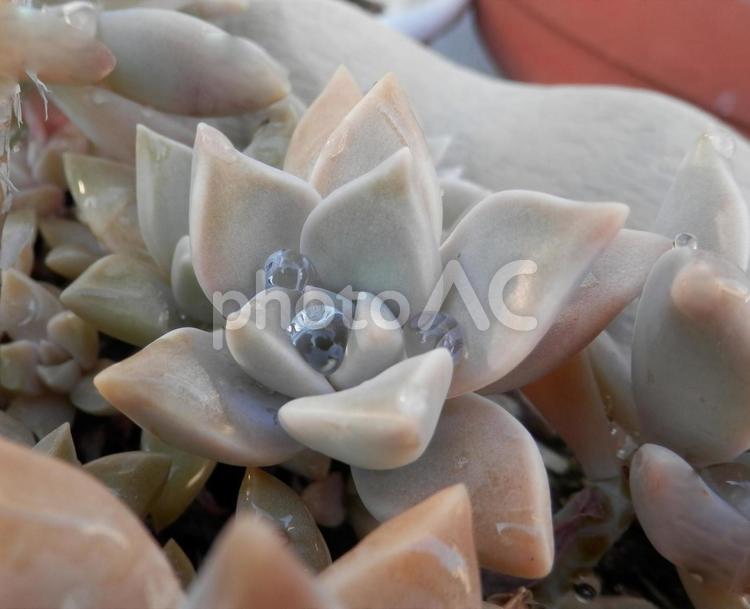 　水滴が乗った多肉植物　 水滴,雫,露の写真素材