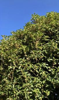 ギンモクセイの写真