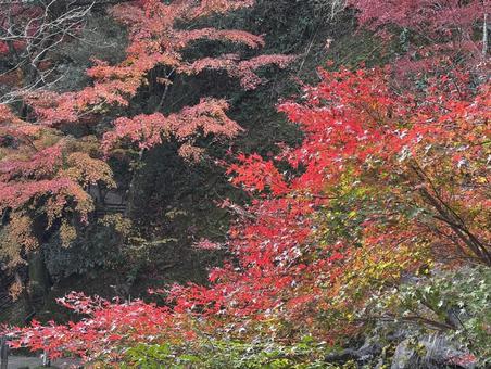 日差しに輝く紅葉のグラデーション 日差しに輝く紅葉のグラデーション 紅葉,秋,赤の写真素材
