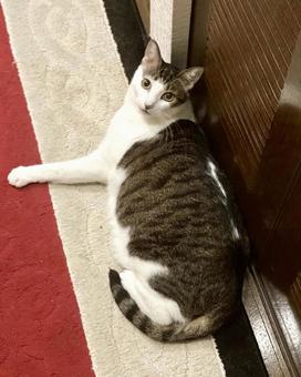 廊下でくつろぐキジ白野良猫様 縦画像 廊下でくつろぐキジ白野良猫様 縦画像 猫,キジ白,微睡むの写真素材