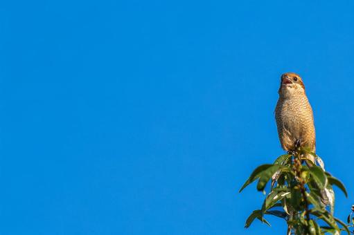 枝にとまるモズ・百舌鳥・コピースペース モズ,百舌鳥,野鳥の写真素材