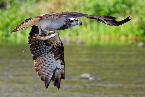 鮎を持ち去るミサゴ 鮎を持ち去るミサゴ ミサゴ,鶚,ウオタカの写真素材