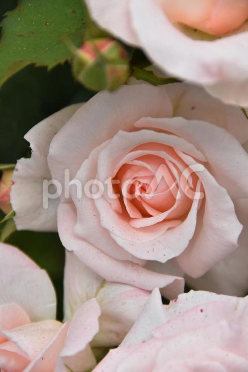 薔薇のアップ 薔薇のアップ 薔薇,花,綺麗の写真素材