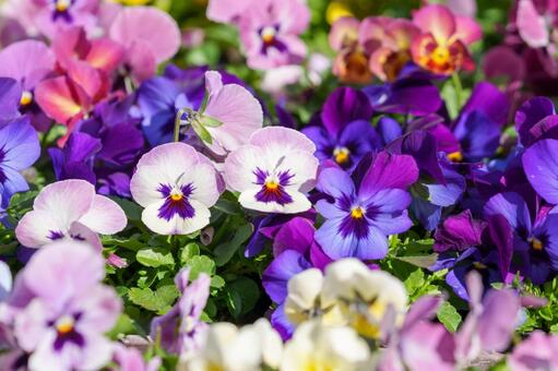 カラフルな中輪パンジー パンジー,花,春の写真素材