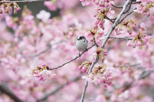 河津桜にエナガちゃん 河津桜にエナガちゃんの写真