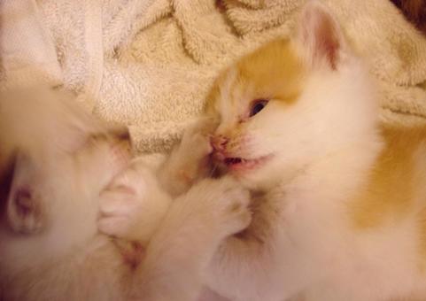 子猫達 子猫達の写真