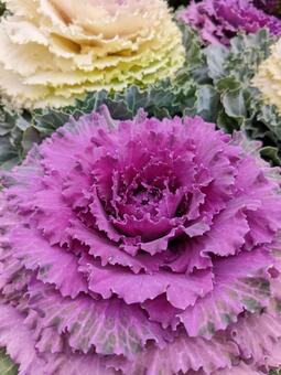 冬の葉牡丹のアップ 縦 葉牡丹,ハボタン,正月の写真素材