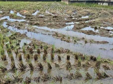 雨の日の田んぼ 雨,水たまり,地面の写真素材