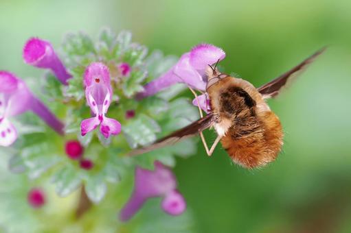 ホトケノザにビロードツリアブ ビロードツリアブ,ビロウドツリアブ,虻の写真素材