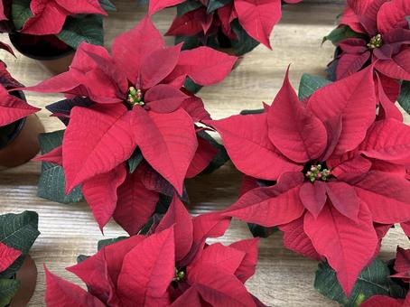 ポインセチア クリスマス,ポインセチア,12月の写真素材