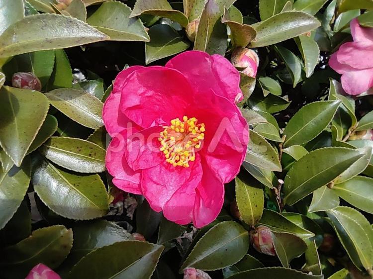 1輪のサザンカ サザンカ,庭木,木の写真素材
