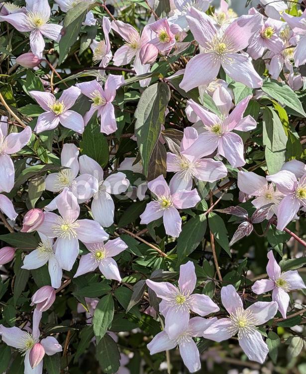 陽射しを浴びるクレマチス 花,クレマチス,植物の写真素材