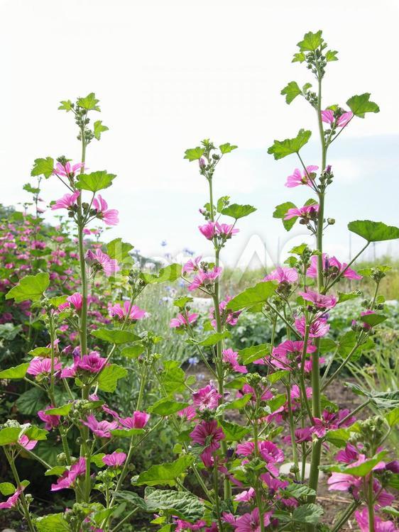 たちあおい　02 夏の花,空,ピンク色の写真素材