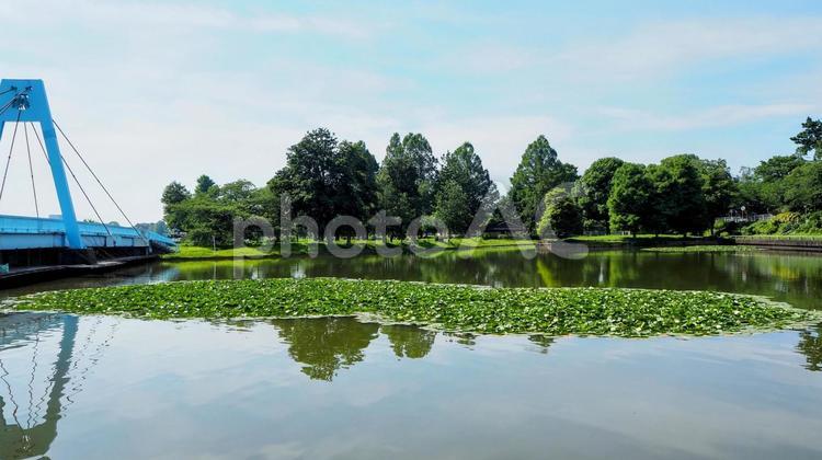 夏の水元公園・池の睡蓮＆水元大橋・葛飾区 夏,水元公園,葛飾区の写真素材
