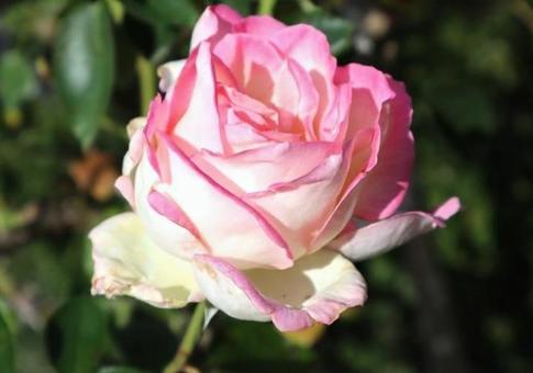 プリンセス ドゥ モナコ（谷津バラ園） バラ,ピンク,秋の写真素材